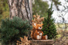 A Steiff Phil Squirrel Stuffed Plush Animal, measuring 8 inches, sits on a wooden platform in an outdoor setting. The platform is surrounded by greenery, including pine branches and dried leaves, with the trunk of a tree visible in the background. The scene evokes a natural woodland environment and features the squirrel toy adorned with the iconic Steiff button in ear.