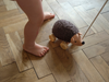 A child's legs and bare feet are shown on a wooden floor, pushing the Hedgehog Pull Toy on wheels with a stick. The toy has a textured, dark brown body and a light brown head, as if it emerged from an enchanted forest.